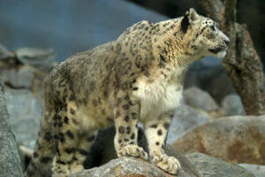 wild cat - snow leopard