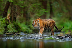 wild cat - tiger