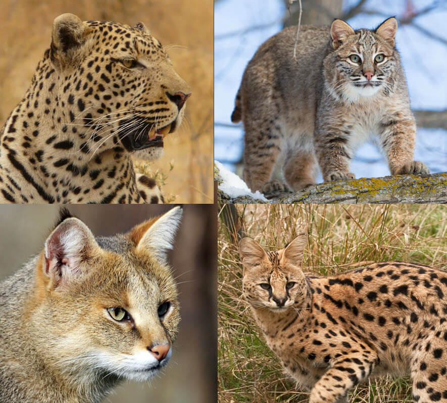 Wild Cats History And Types Of Wild Cats 