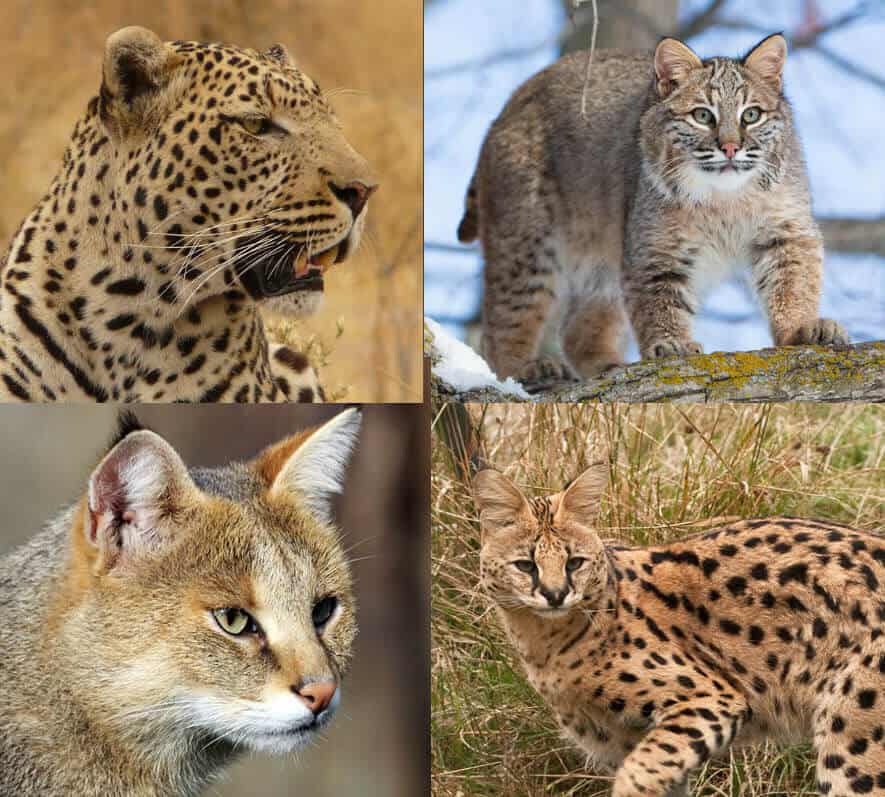 Chinese Mountain Cat Facts - Big Cat Rescue