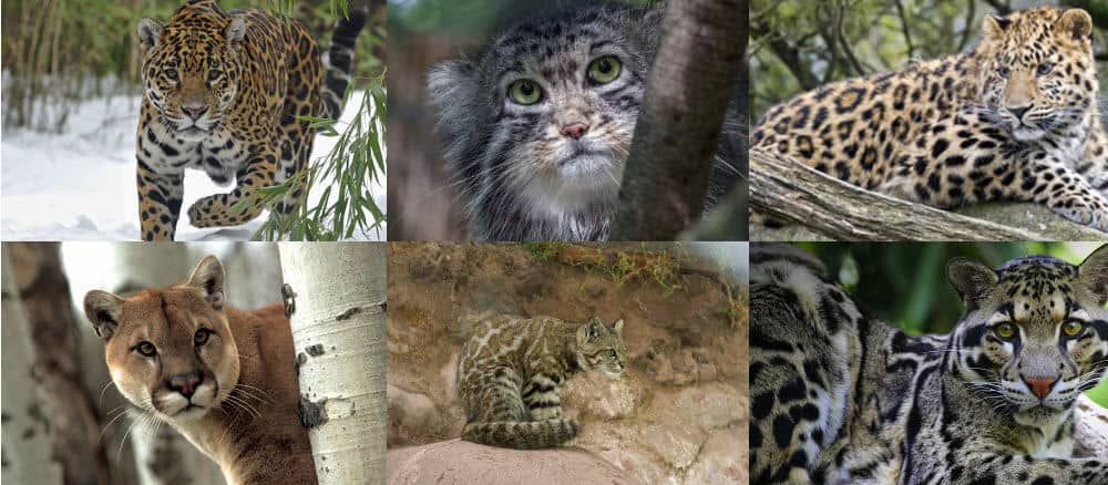 Endangered Earth: Will These Cat-Sized Carnivores Get What They Need?