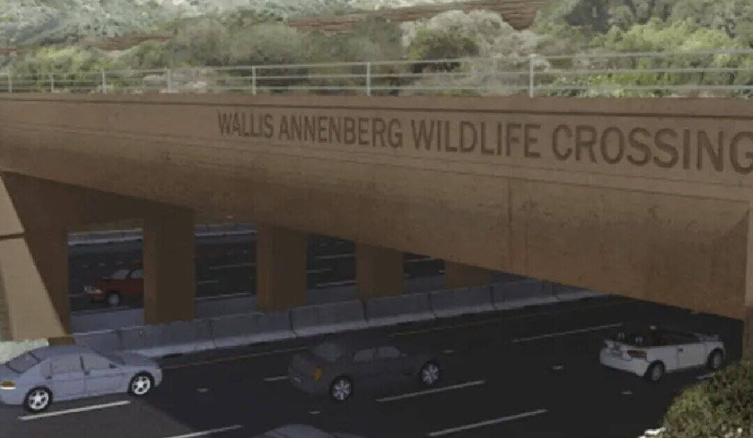 World’s Largest Animal Crossing Will Help Save Wild Cat Lives