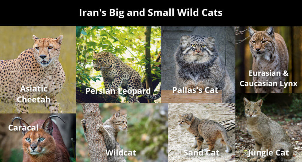 big cats and small wild cats of Iran