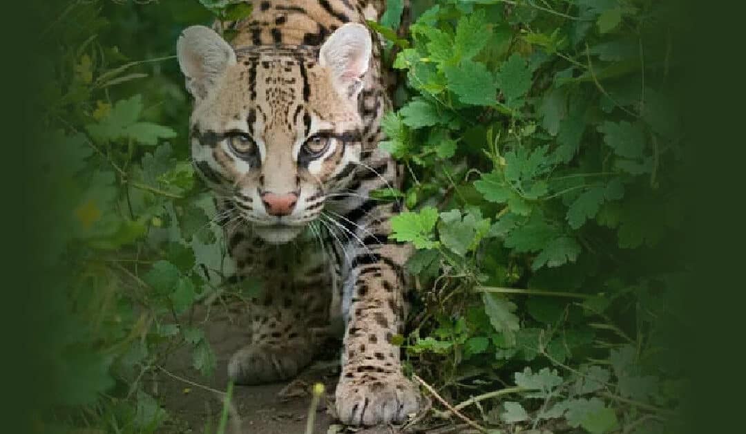 Mexico’s Vallarta Botanical Garden Establishes Ocelot Sanctuary