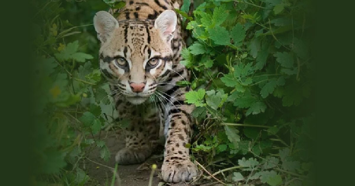 new ocelot sanctuary in mexico