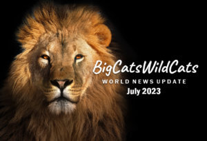 big cats wild news updates