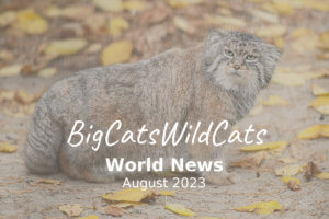 big cat world news august 2023