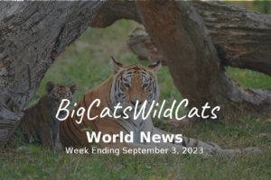 Big Cats and Small Wild cats World News Week Ending September 3, 2023