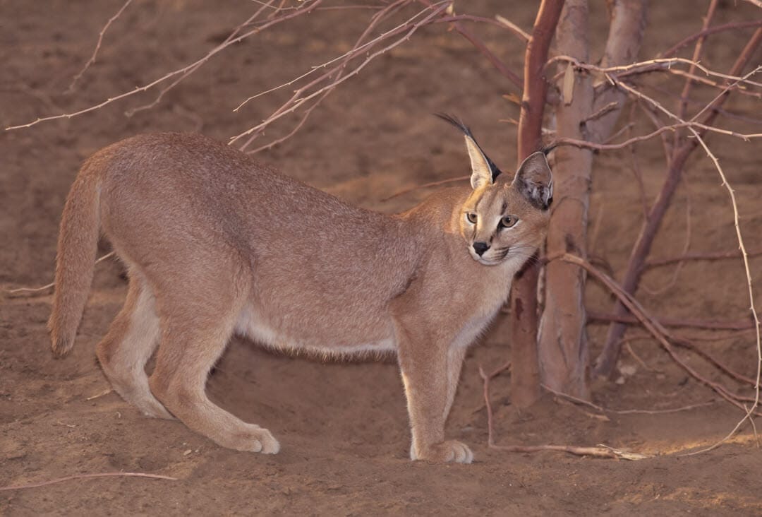 A caracal standing by a tree