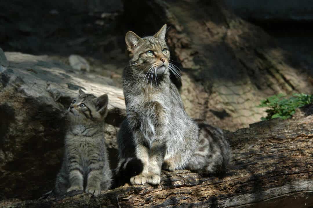 European wildcat felis silvestris silvestris