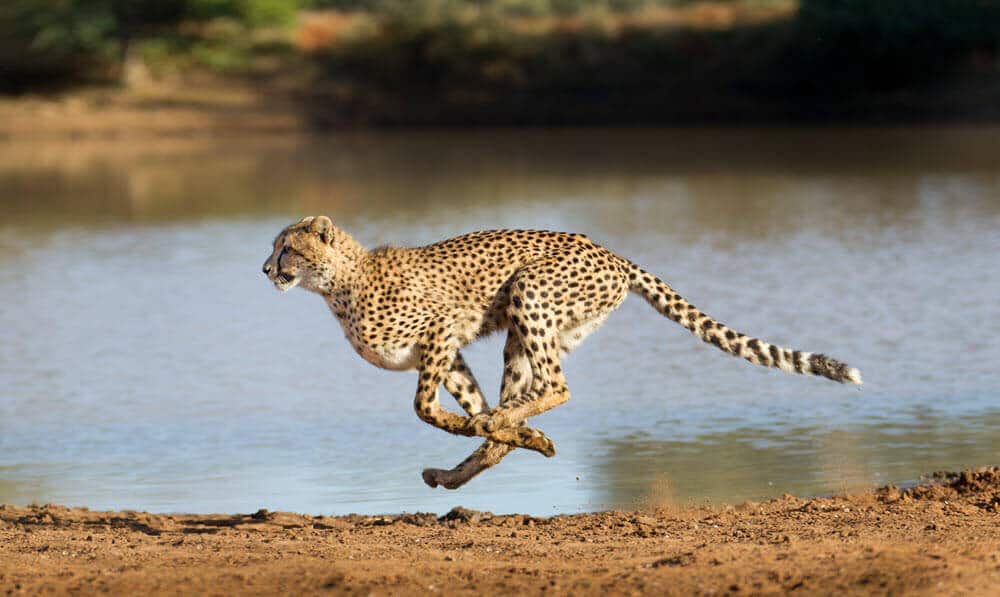 A running cheetah