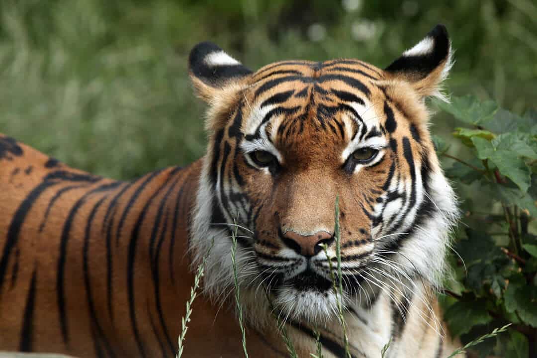 A big cat Malayan tiger in Asia