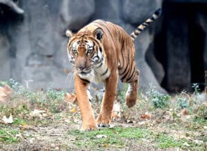 South China tiger in Asia