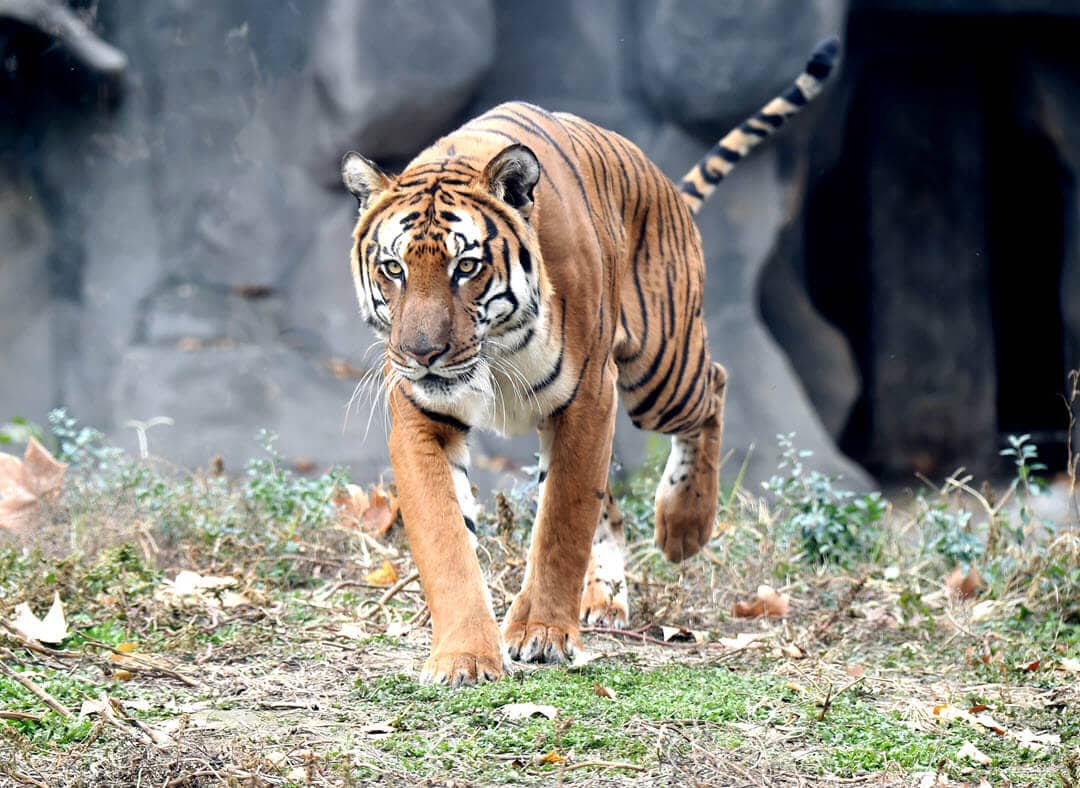 South China tiger in Asia