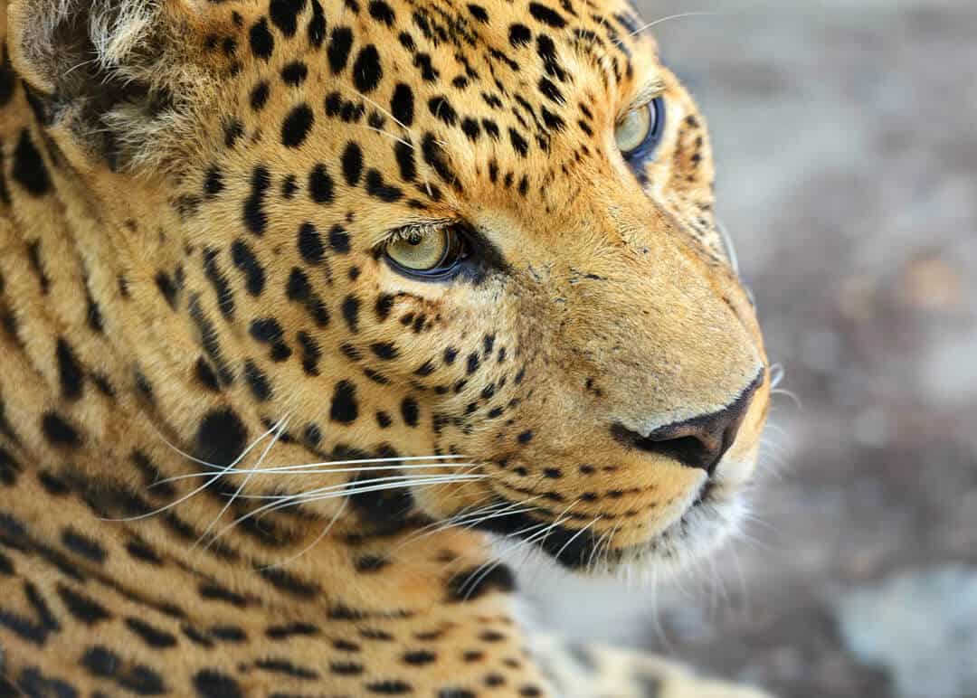 leopard panthera pardus