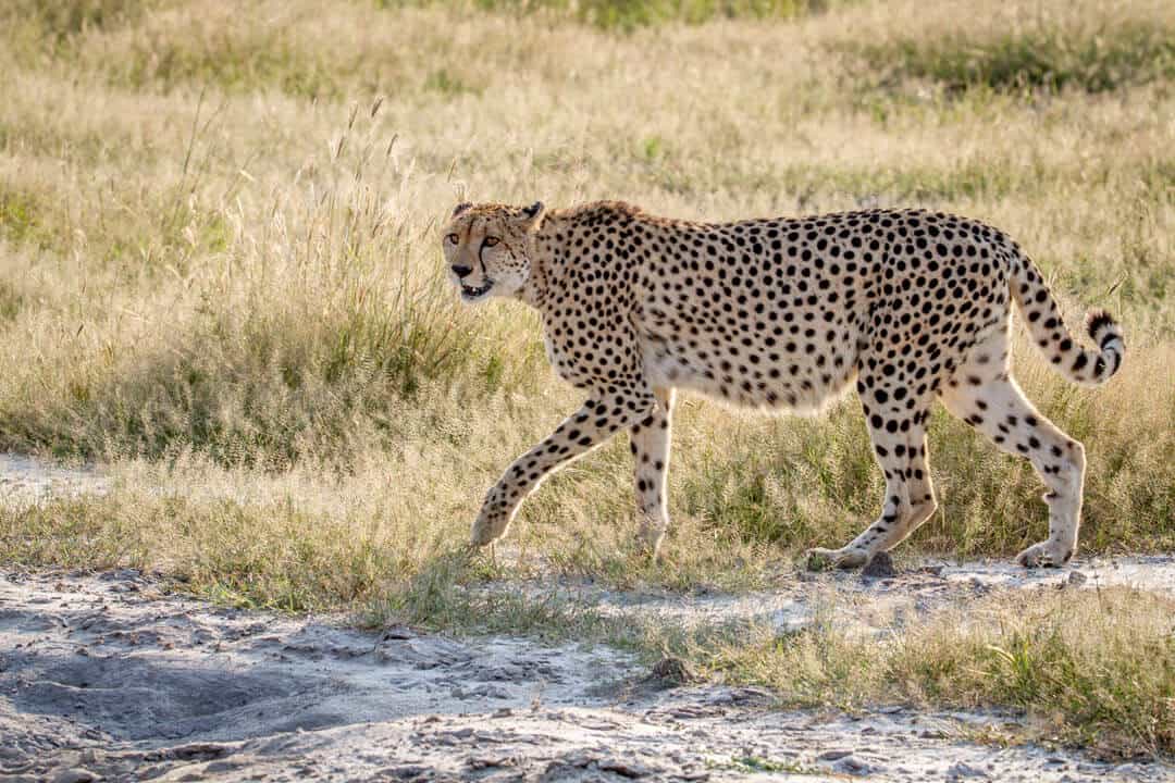 A cheetah taking a walk in the grass.