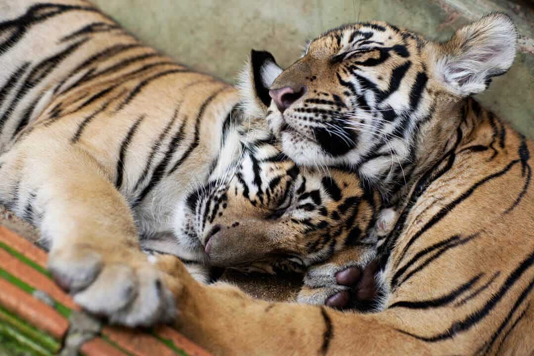 A pair of Indo Chinese tigers