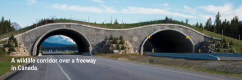 Picture of Wildlife corridors | Wild cat conservation - BigCatsWildCats
