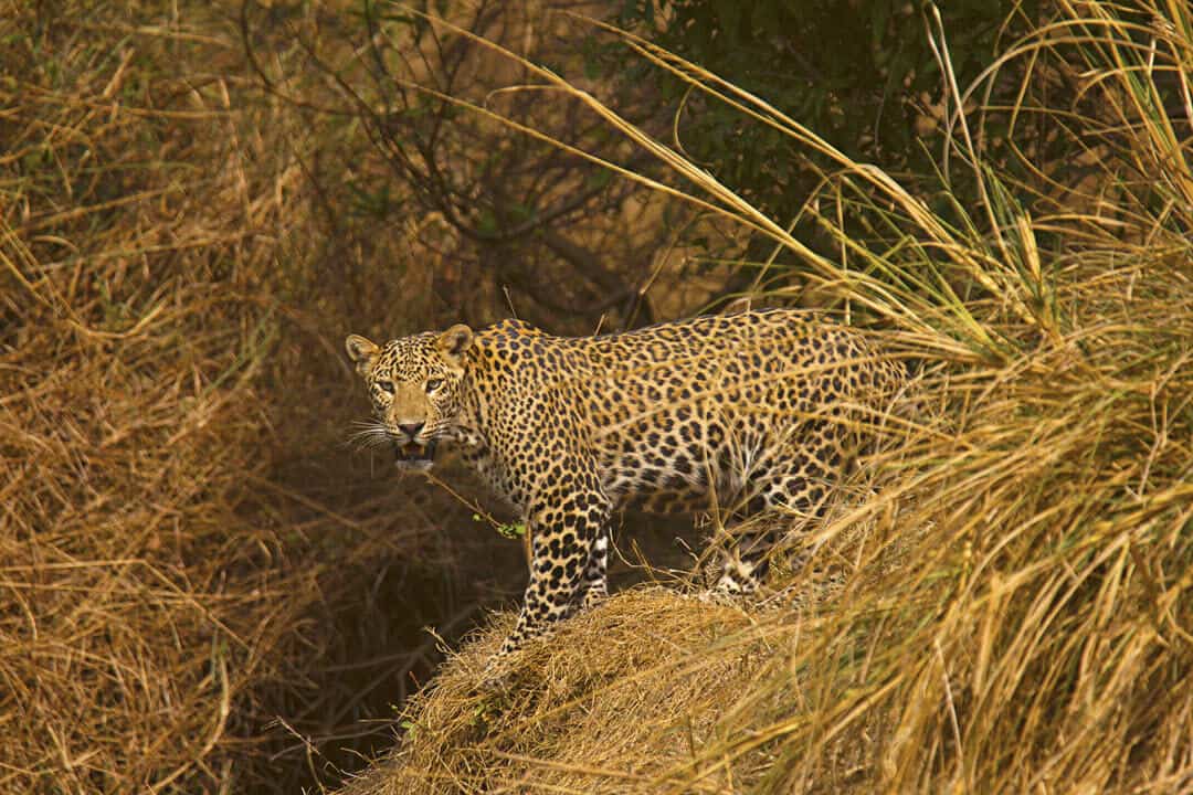 An Indian leopard in the wild