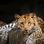 The Indochinese leopard