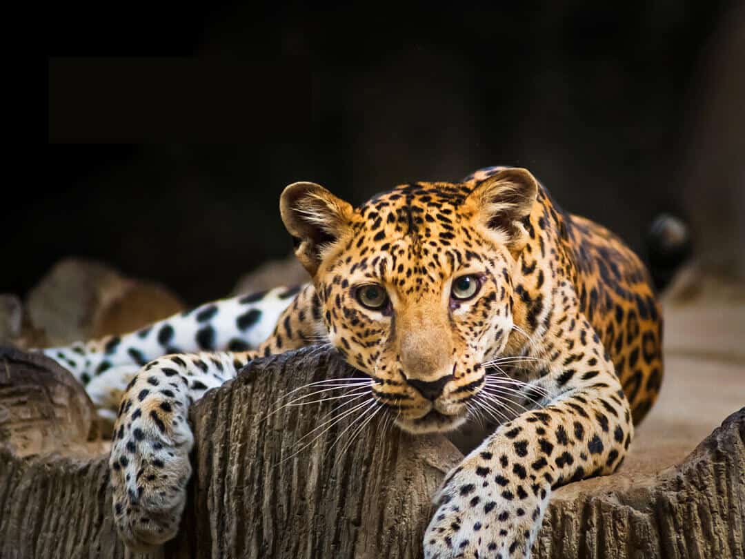 indochinese leopard laying down