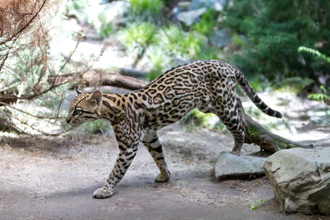 an ocelot wild cat