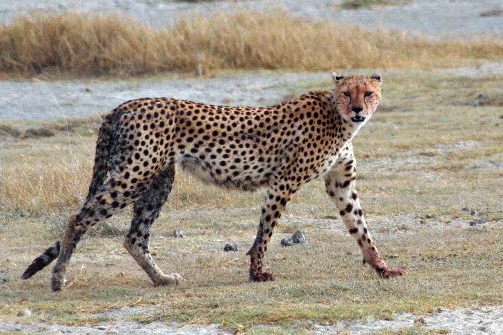 Asiatic cheetah taking a walk