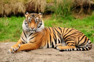 Asian Bengal tiger resting