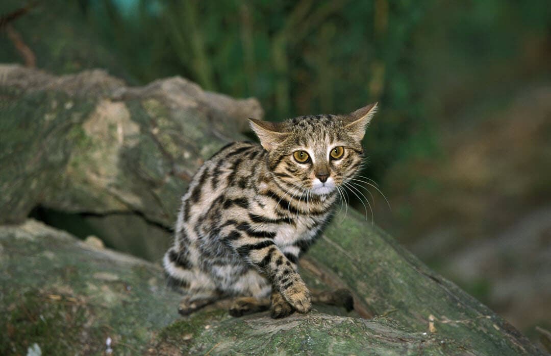 black footed cat on a rock