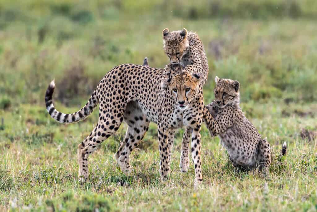 legislation protecting wild cats like cheetah