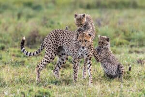 legislation protecting wild cats like cheetah