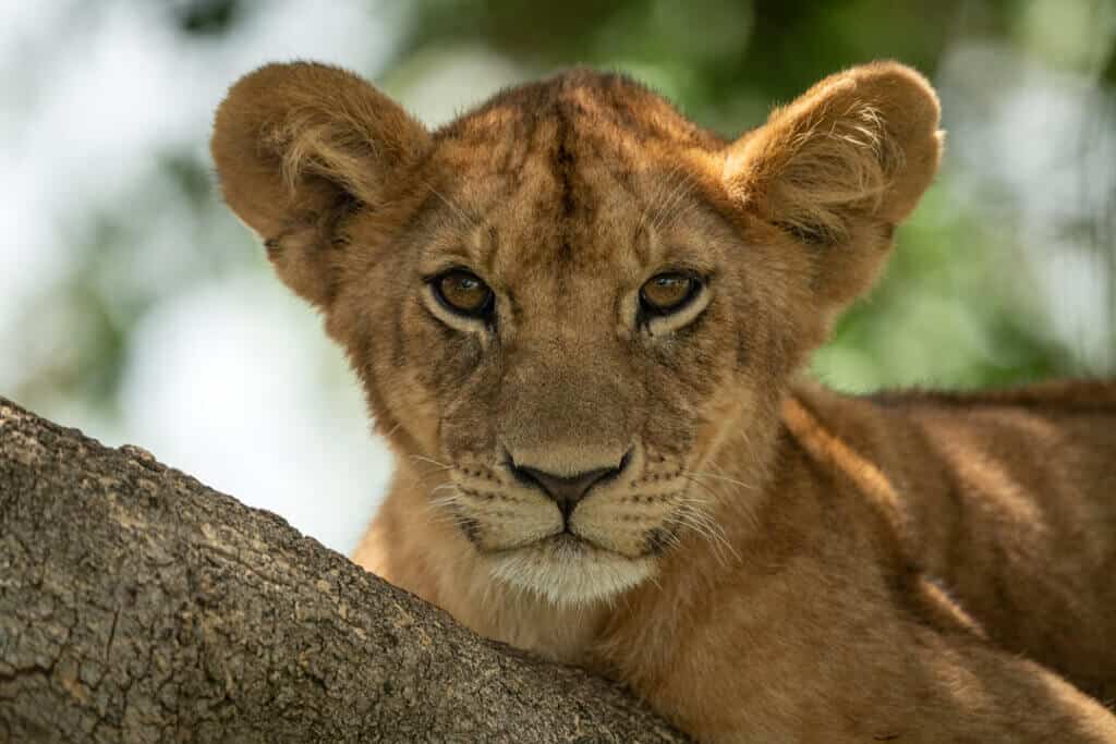 conservation of wild cats big and small