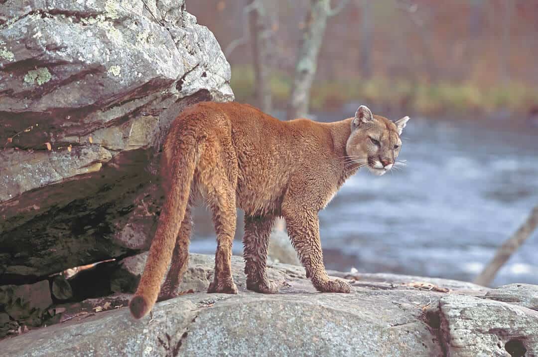 cougar on the rocks