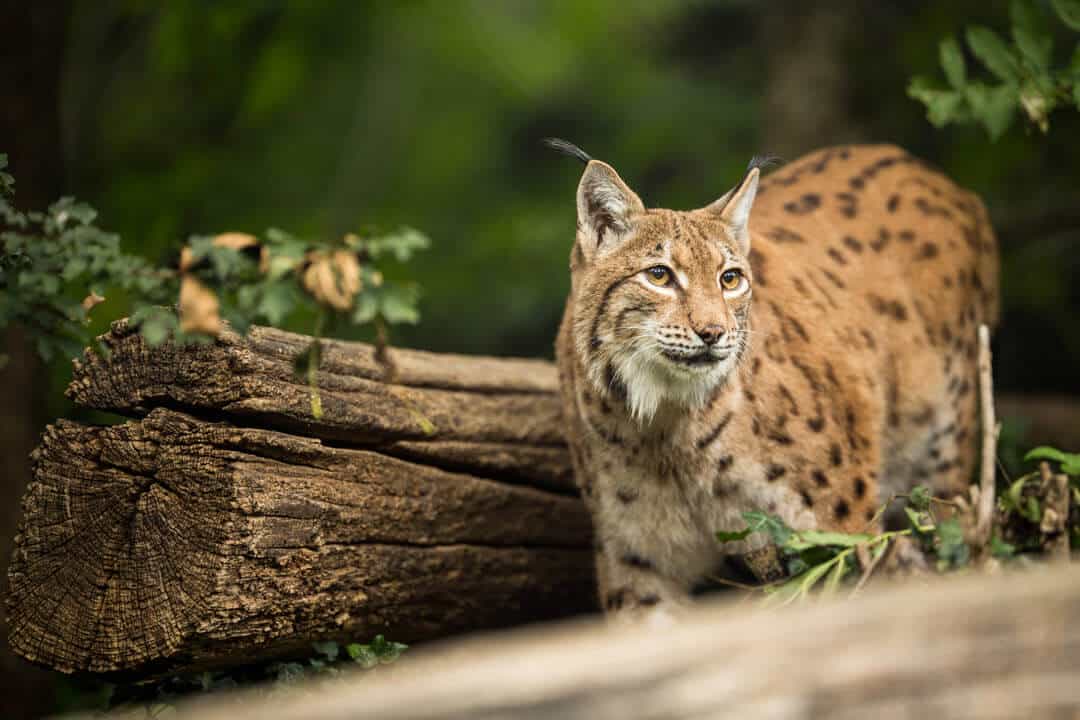 Eurasian lynx walking through woods