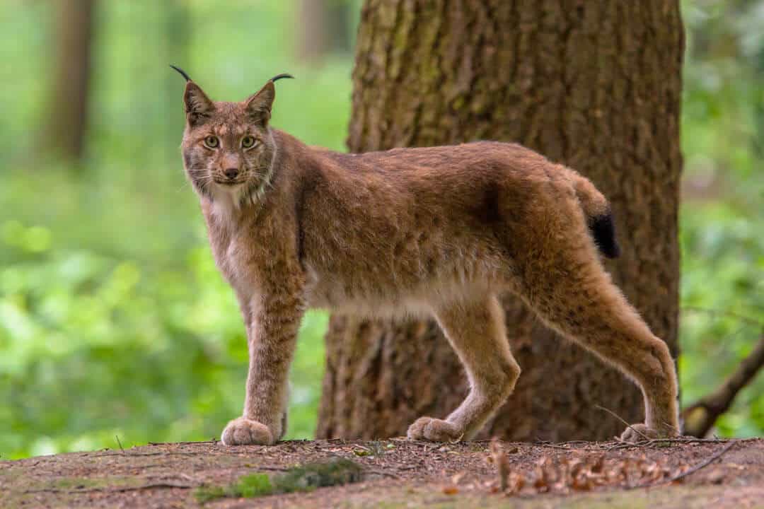 eurasian lynx standing by a tree