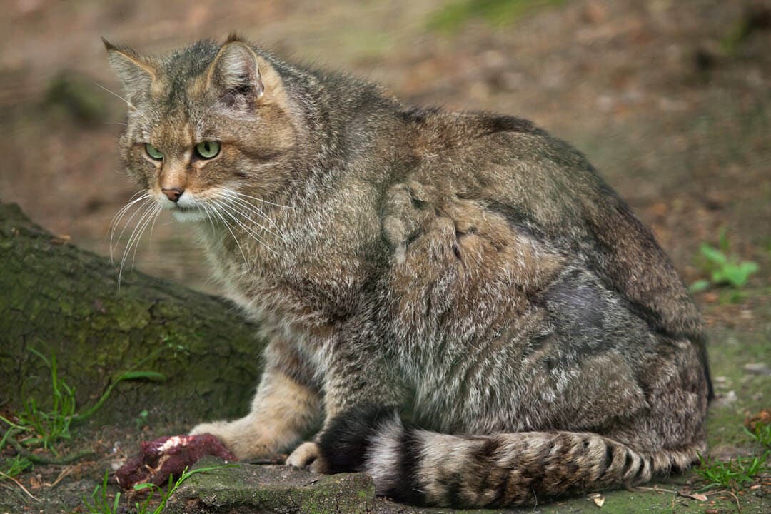 the european wildcat felis silvestris silvestris