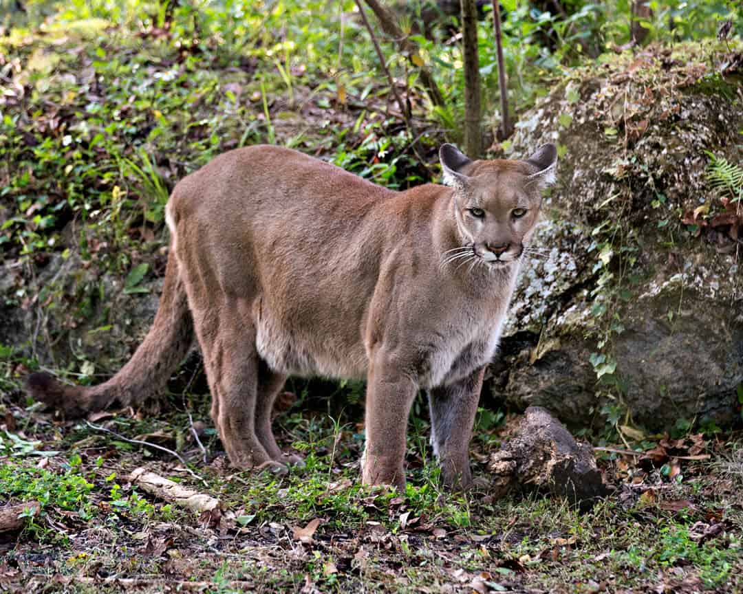 florida panther in the wild