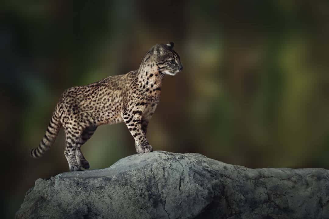 Geoffroy's cat a small wild cat