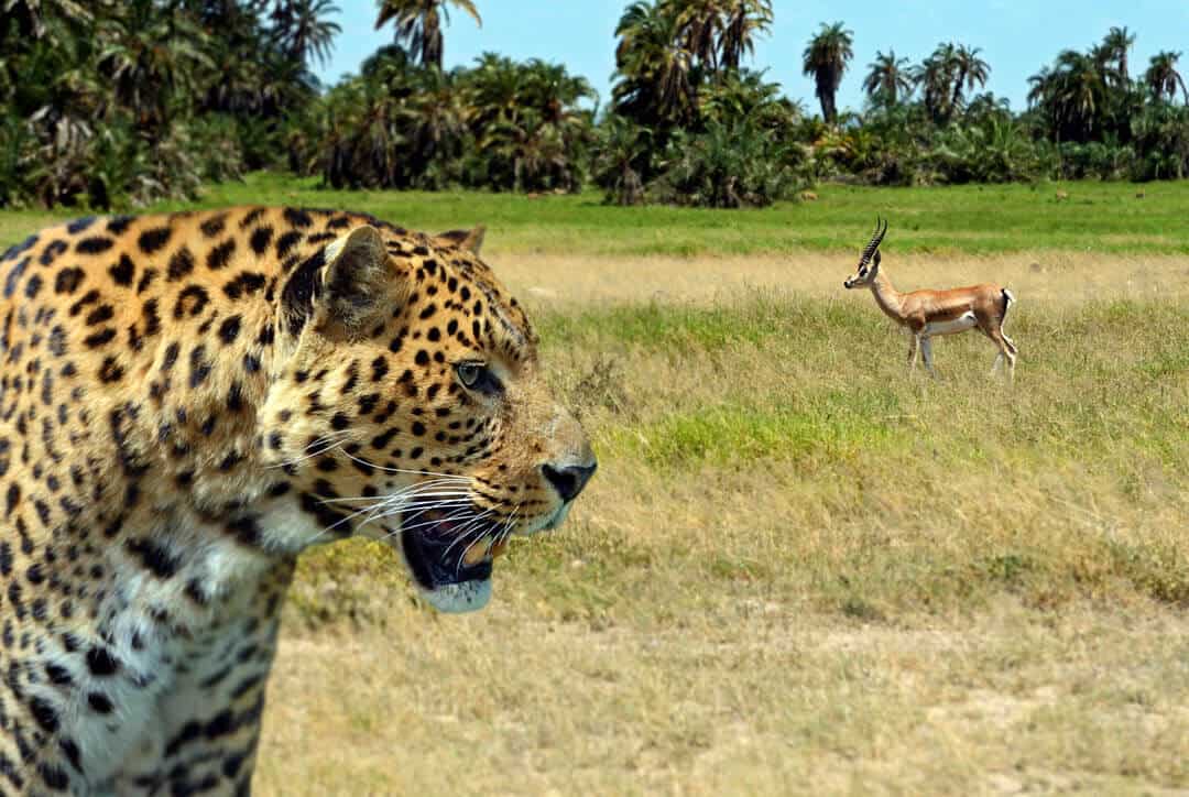 wild cat hunting for food