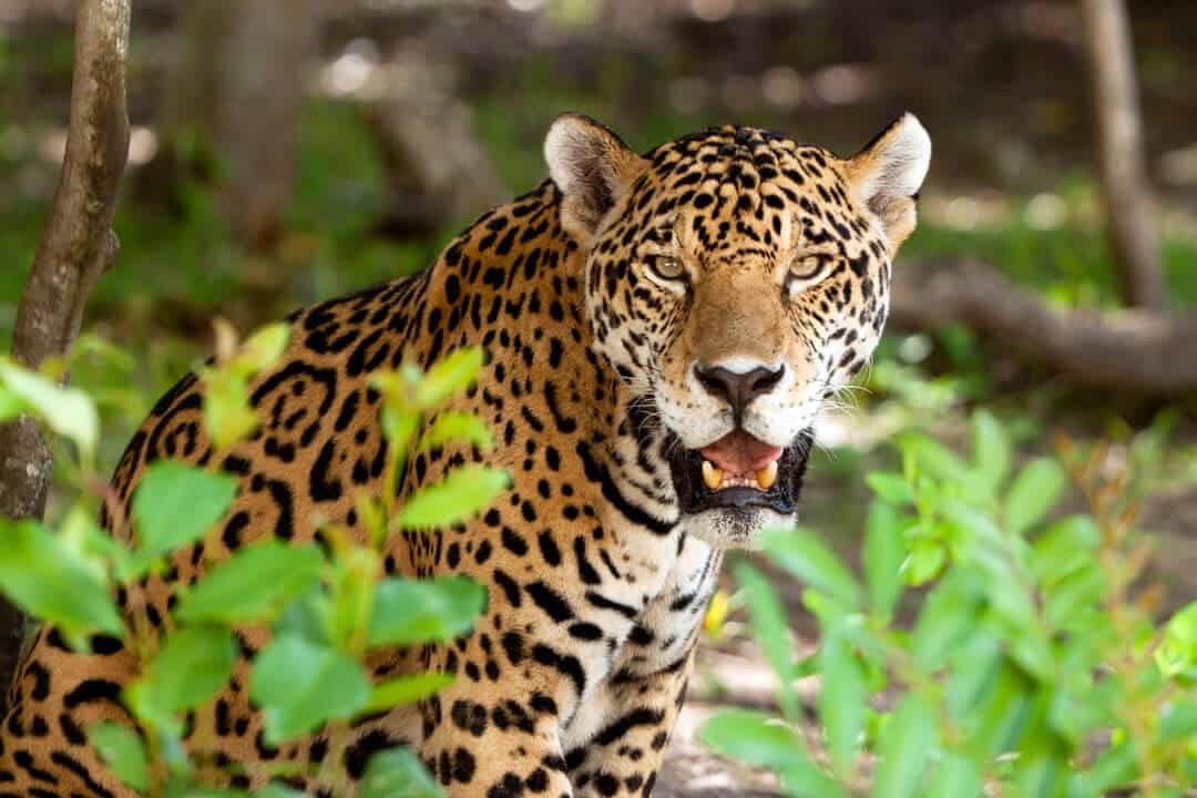 Jaguar in the forest