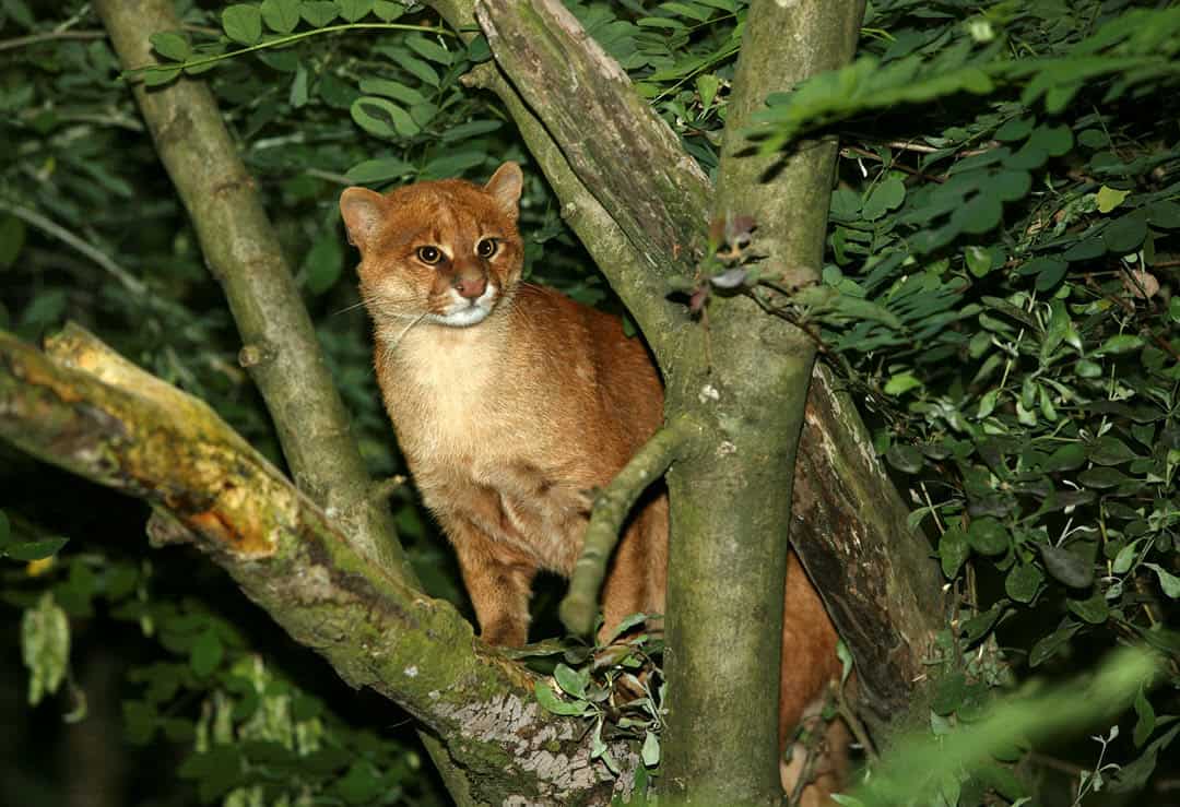 jaguarundi in a tree