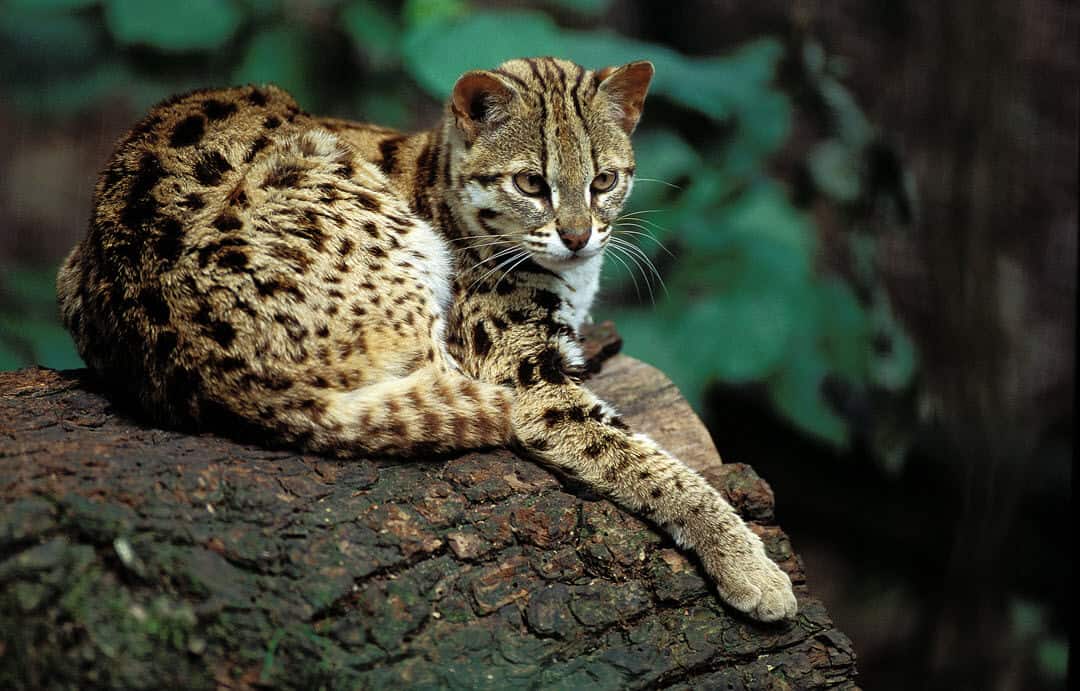 leopard cat on a rock