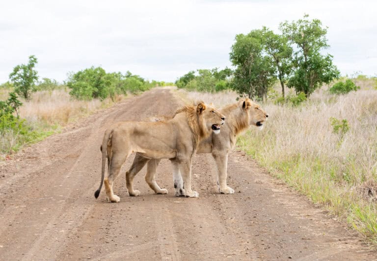 lions on a road with tire tracks