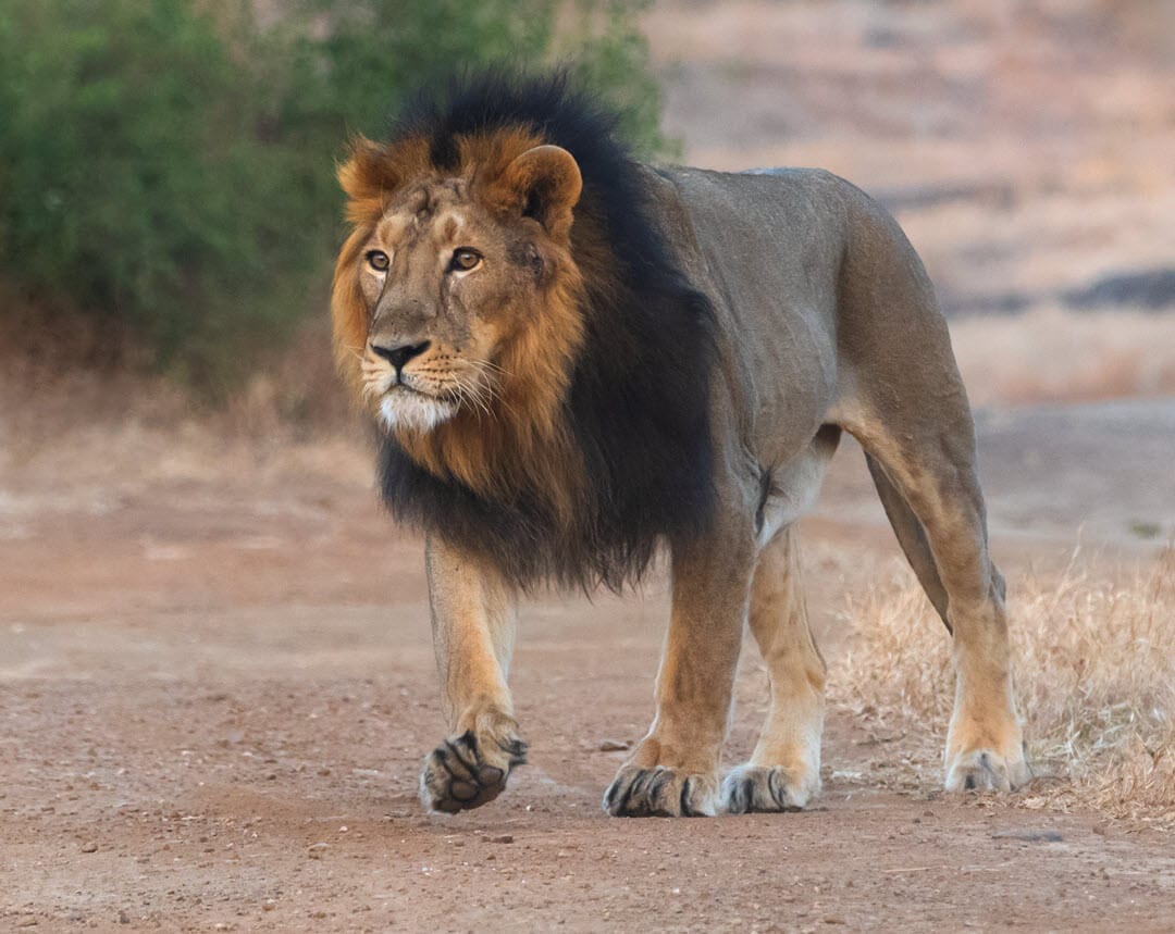 male Asiatic lion walking in India