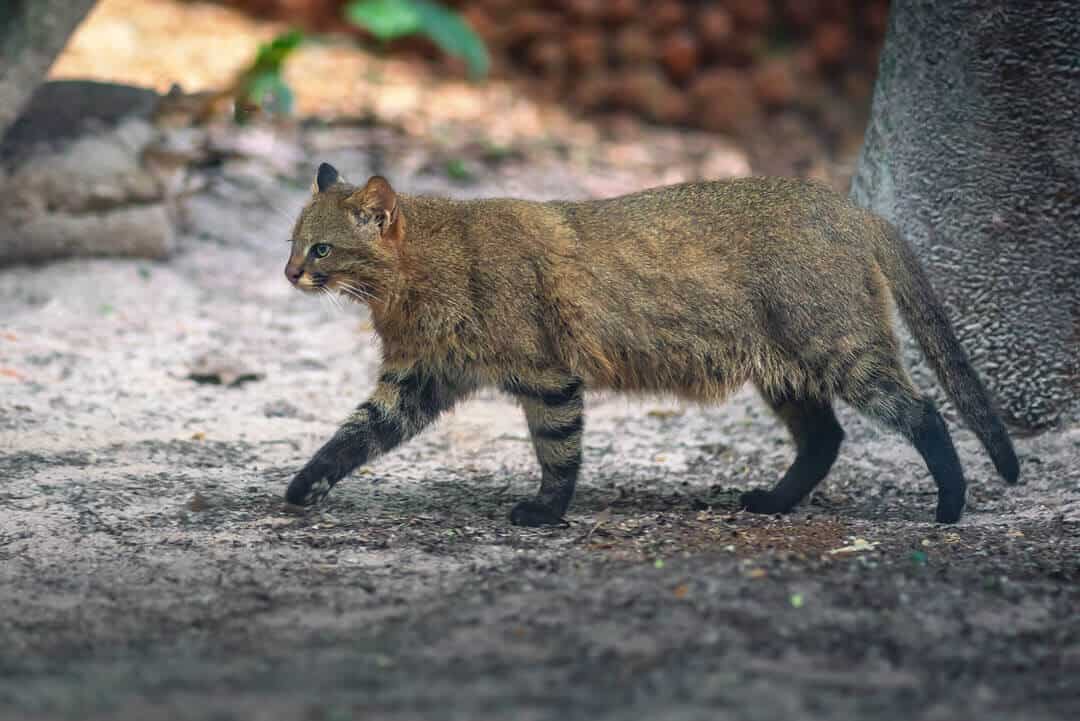 pampas cat walking