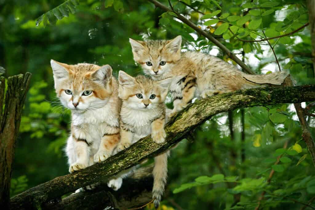 sand cat family in a tree