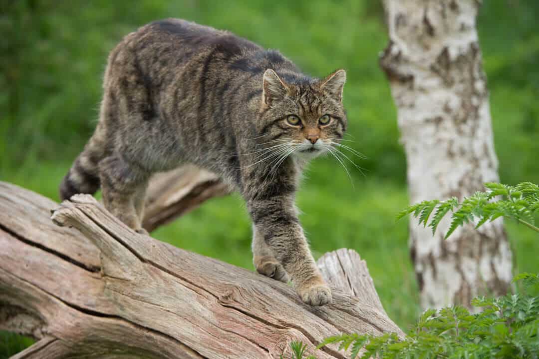 Scottish wild cat walking