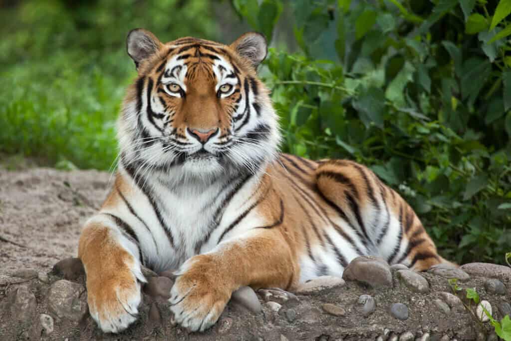 endangered Siberian tiger