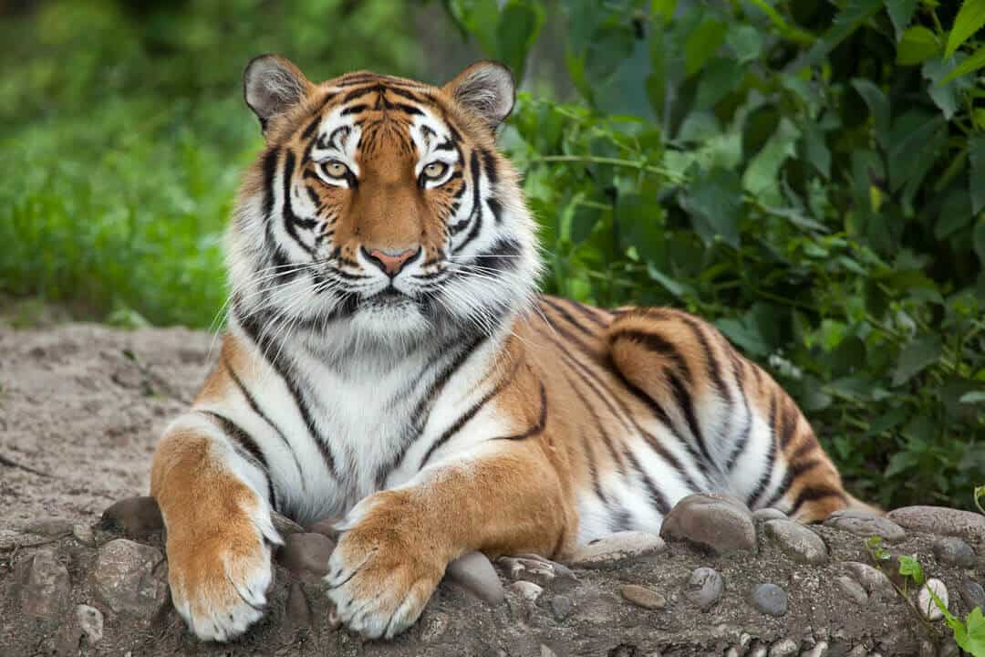 Siberian tiger resting