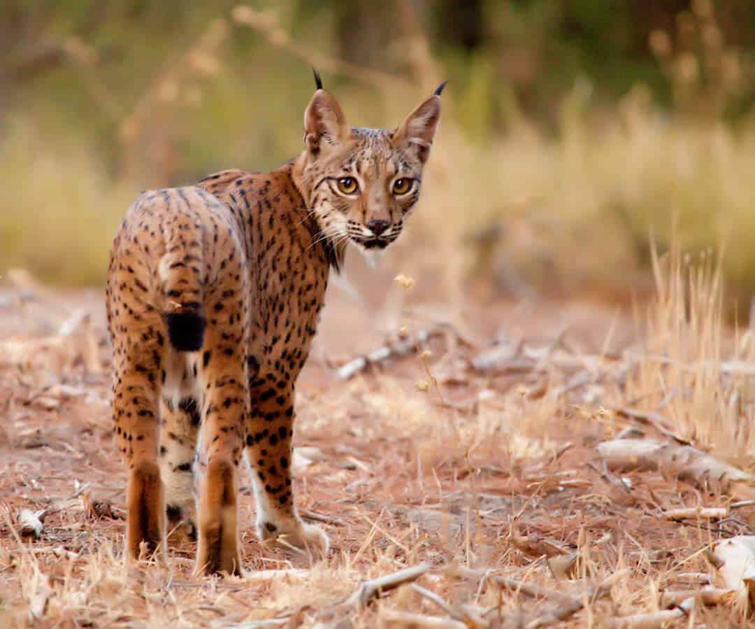 small Iberian lynx